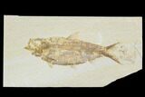 Detailed Fossil Fish (Knightia) - Wyoming #88563-1